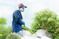 Обработка сада от паразитов - необходимые меры и их регулярность  в Вологде